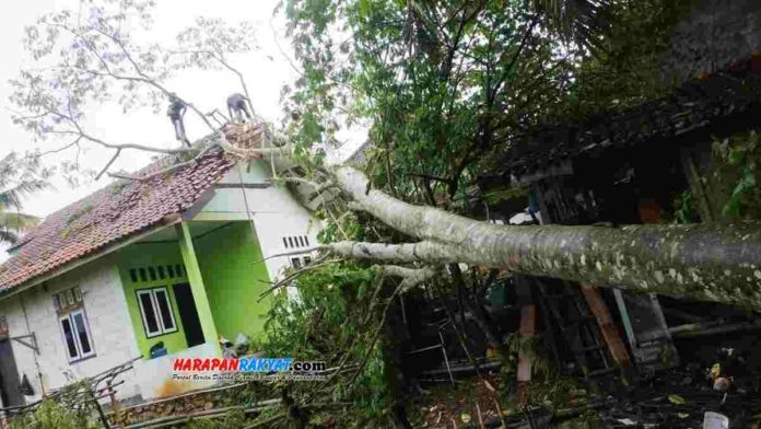 Hujan angin di Banjarsari, Kabupaten Ciamis, Jawa Barat yang terjadi pada Selasa (21/12/2020) sore tadi, mengakibatkan sedikitnya dua rumah warga tertimpa pohon tumbang. Foto: Suherman/HR.