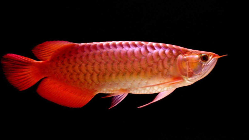 Jenis Ikan Hias Cantik dan Unik yang Menarik untuk Dipelihara