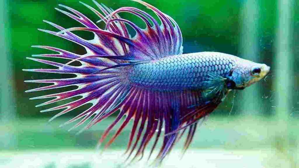 Jenis Ikan Hias Cantik dan Unik yang Menarik untuk Dipelihara