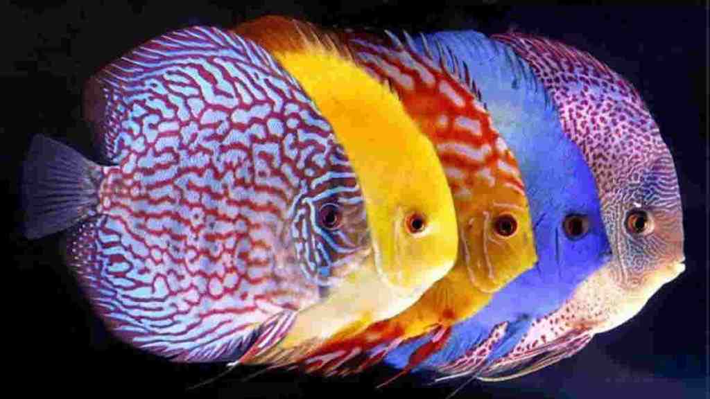 Jenis Ikan Hias Cantik dan Unik yang Menarik untuk Dipelihara