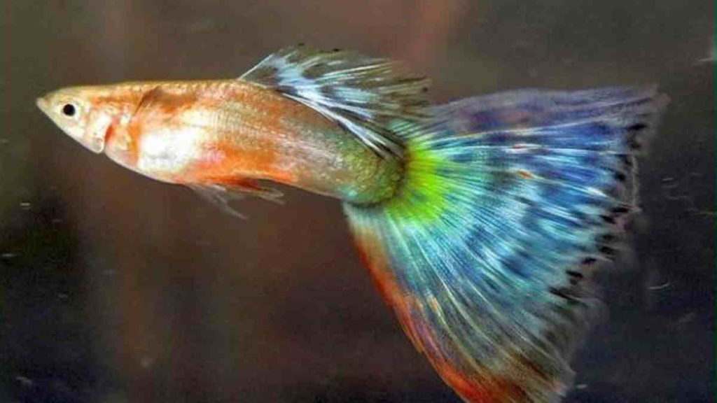 Jenis Ikan Hias Cantik dan Unik yang Menarik untuk Dipelihara