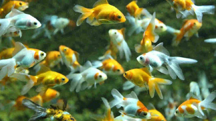 Ikan Hias Aquarium