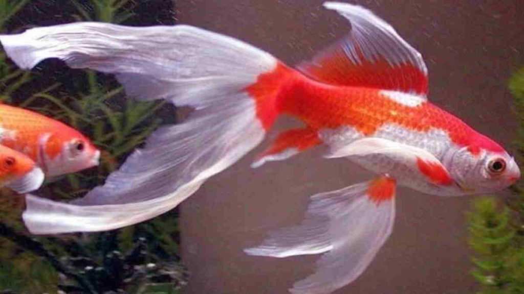 Jenis Ikan Hias Cantik dan Unik yang Menarik untuk Dipelihara