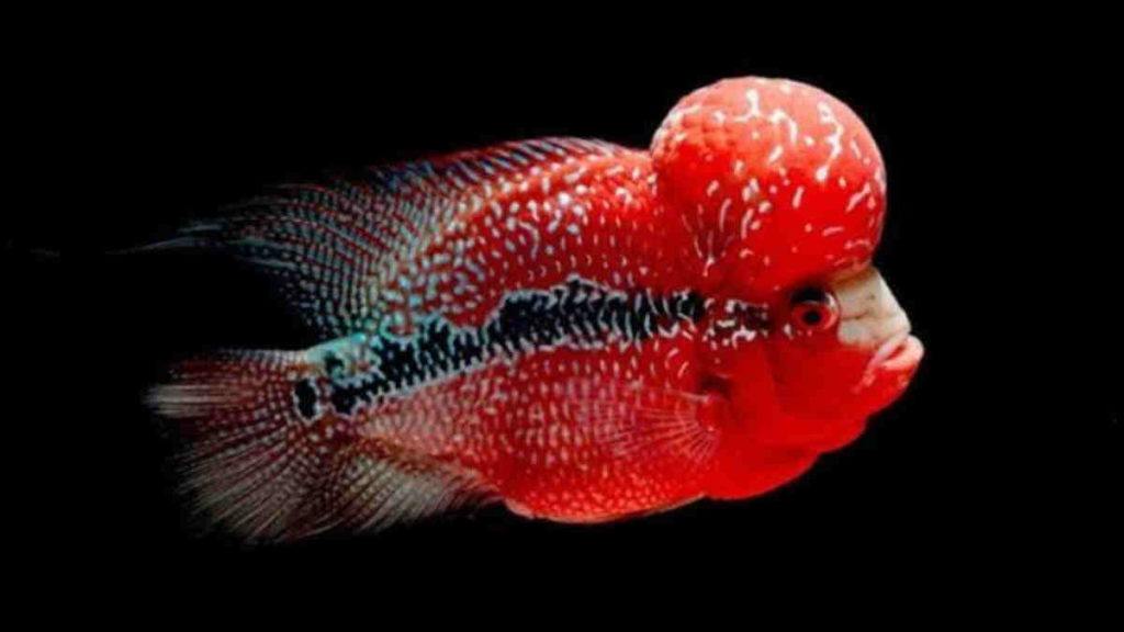 Jenis Ikan Hias Cantik dan Unik yang Menarik untuk Dipelihara