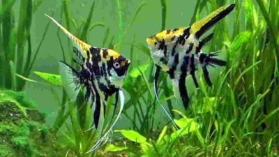 Jenis Ikan Hias Cantik dan Unik yang Menarik untuk Dipelihara