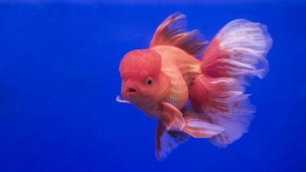 Jenis Ikan Hias Cantik dan Unik yang Menarik untuk Dipelihara