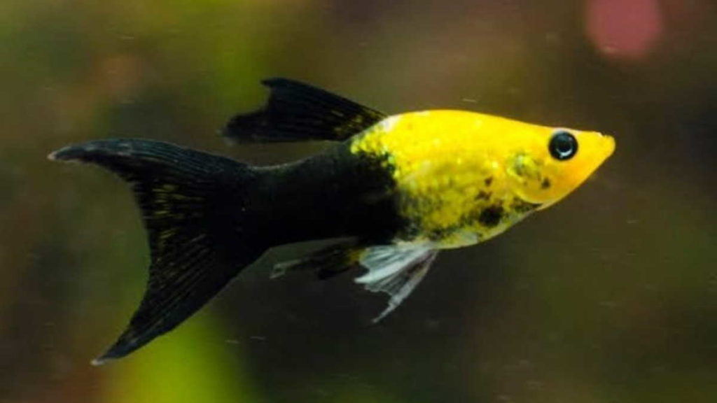 Jenis Ikan Hias Cantik dan Unik yang Menarik untuk Dipelihara