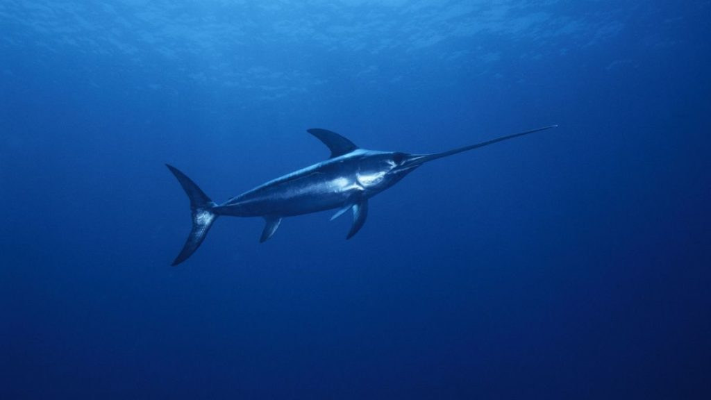 Jenis Ikan Hias Cantik dan Unik yang Menarik untuk Dipelihara