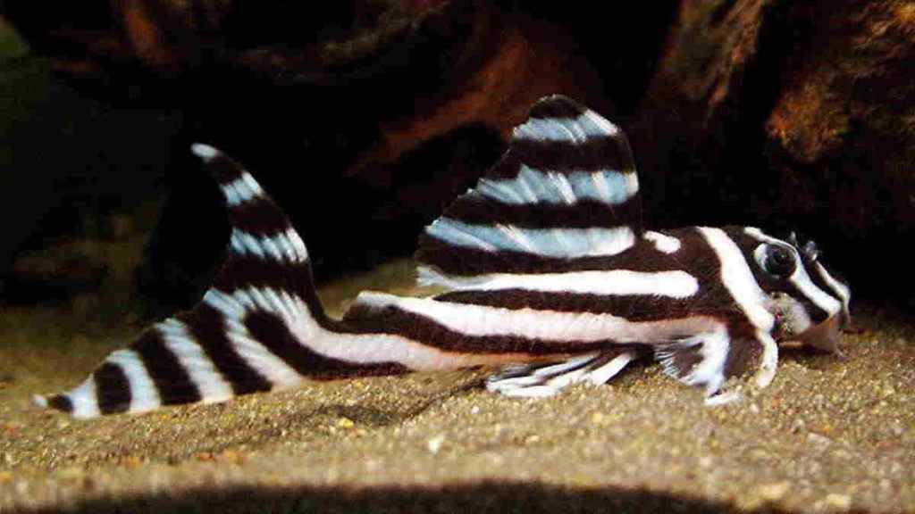 Jenis Ikan Hias Cantik dan Unik yang Menarik untuk Dipelihara