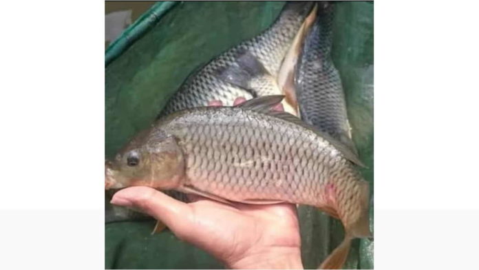 Jelang Akhir Tahun, Harga Ikan Mas di Ciamis Naik