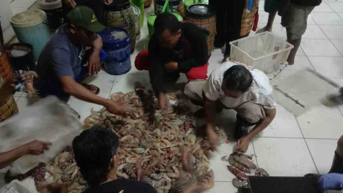 Jelang Natal dan Tahun Baru, Harga Udang di Pangandaran Naik