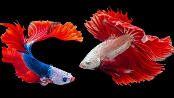 Jenis Ikan Hias Cantik dan Unik yang Menarik untuk Dipelihara