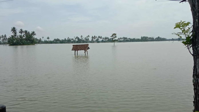 Lagi, Hektaran Sawah di Kalipucang Pangandaran Terendam Banjir