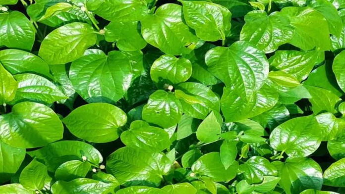 Manfaat Daun Sirih untuk Sinusitis