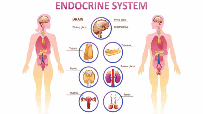 Mengenal Jenis-Jenis Hormon Terpenting Tubuh dan Fungsinya