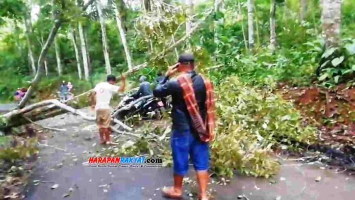 Pohon Afrika di Langkaplancar, Kabupaten Pangandaran, Jawa Barat, tumbang ke jalan akibat diterjang angin kencang. Foto: Enceng/HR.