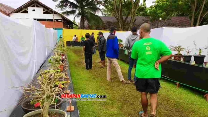 Saat Covid-19 melonjak, kegiatan Hari Krida Pertanian dan Pameran Bonsai digelar di Kecamatan Pamarican, Kabupaten Ciamis, Jawa Barat. Foto: Suherman/HR.
