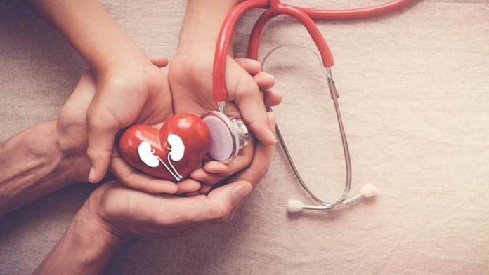 Struktur Ginjal dan Fungsinya Sebagai Penyaring Darah