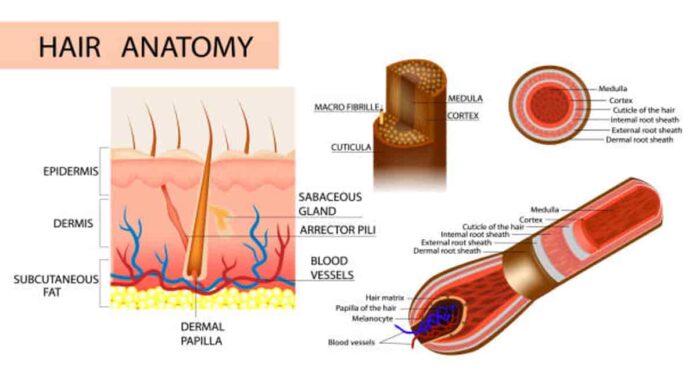 Struktur Rambut Manusia, Fungsi, Pertumbuhan & Tips Merawat