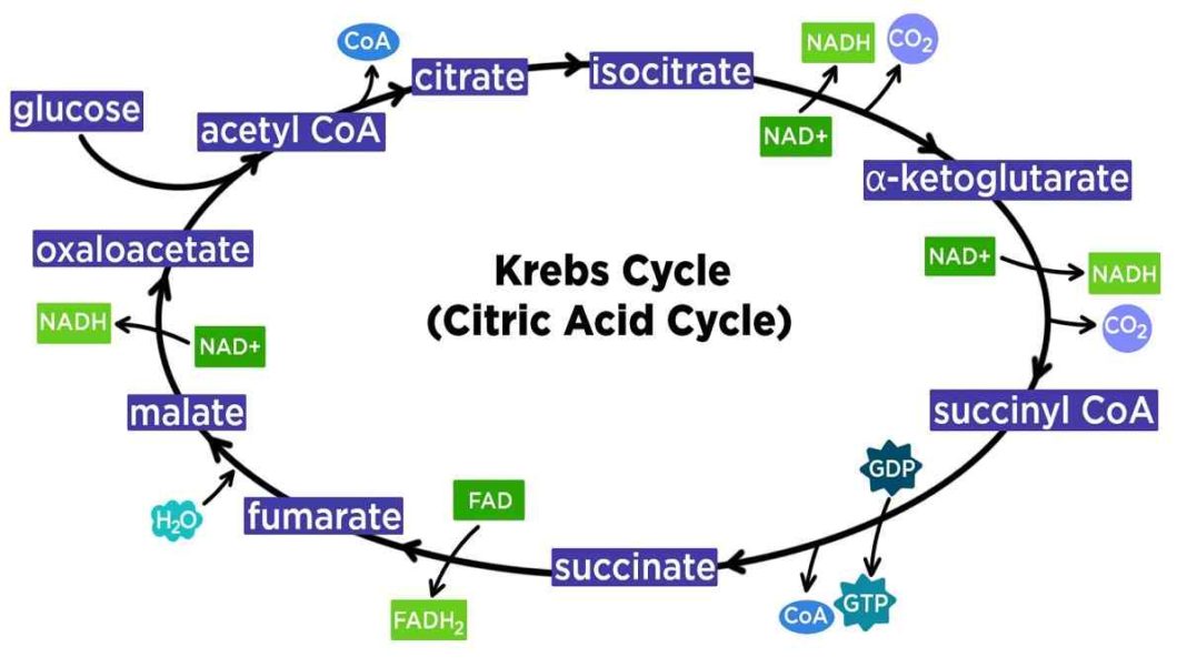 Siklus krebs