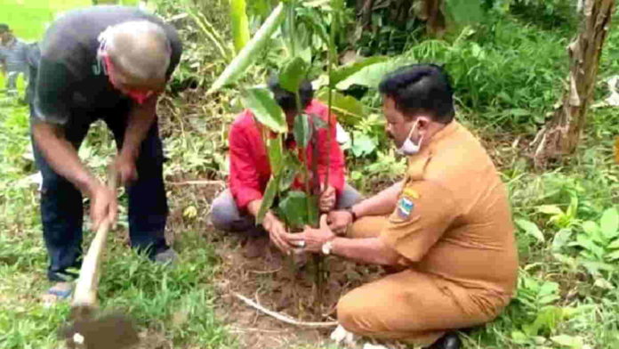 Target Eskpor, Pemkab Pangandaran Minta Tanaman Kapol Dikembangkan
