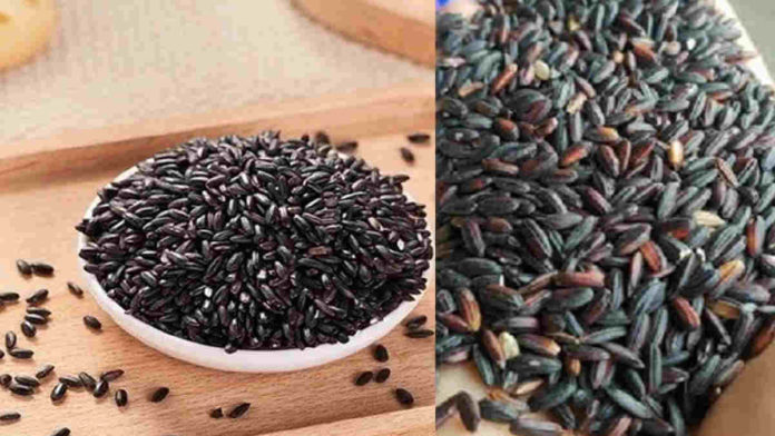 manfaat ketan hitam
