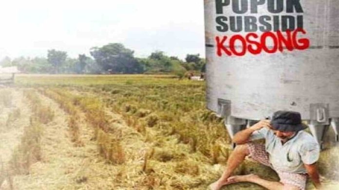 3 Bulan Pupuk Subsidi Langka, Petani di Tambaksari Ciamis Mengeluh