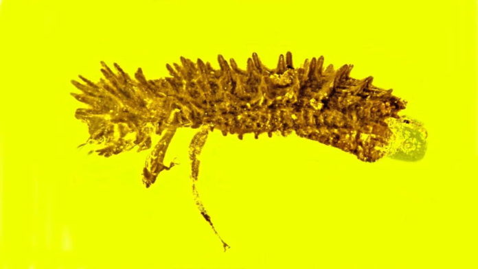 Kumbang Purba Stegastochlidus Saraemcheana