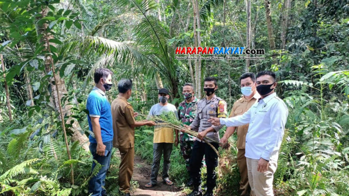 3 Batang Pohon Ganja Ditemukan di Perkebunan Pangandaran
