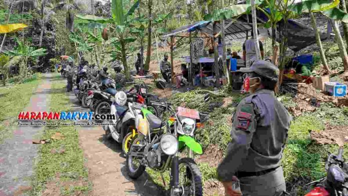 adu bagong di pangandaran