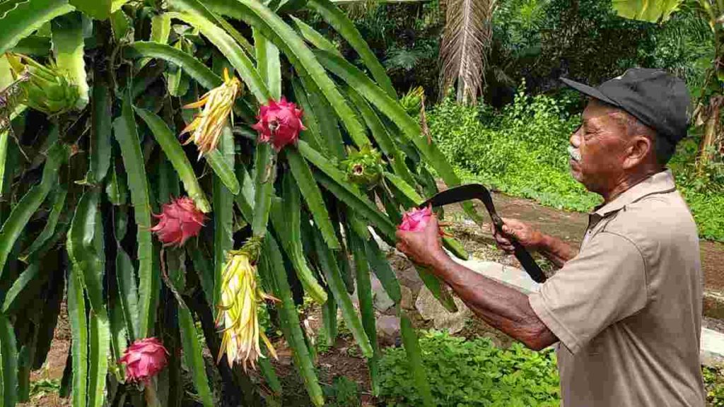 Agrowisata Petik Buah Naga