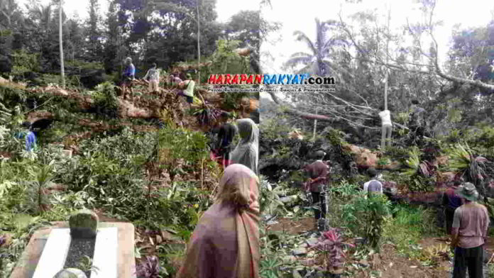 Angin Kencang Tumbangkan Pohon Berusia Ratusan Tahun di Cipaku Ciamis