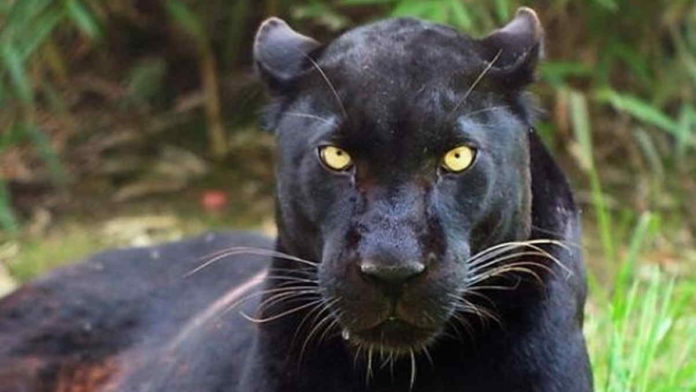Bertemu Macan Kumbang, Warga Ciamis Tak Berani Lagi Pergi ke Hutan