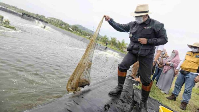 Budi Daya Udang Vaname