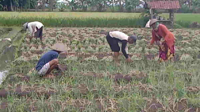 Cuaca Buruk, Petani Bawang Merah di Pangandaran Gagal Panen