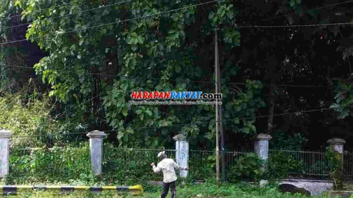 Gerombolan Monyet Masuk ke Permukiman Warga Karangkamulyan Ciamis