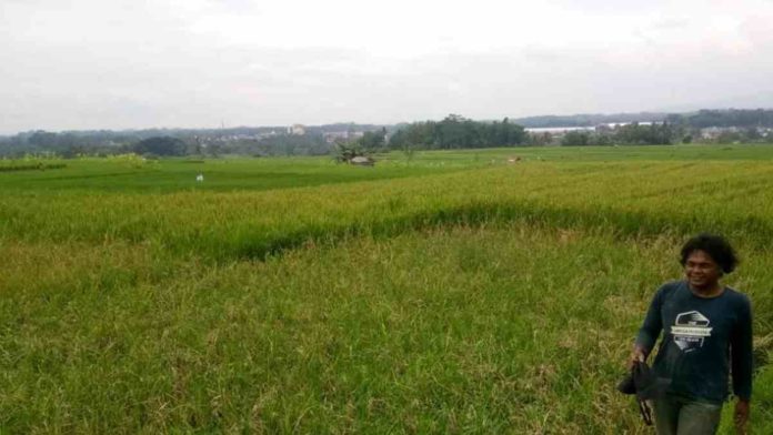 Hama Tikus Menyerang 36 Hektar Sawah di Cihaurbeuti Ciamis