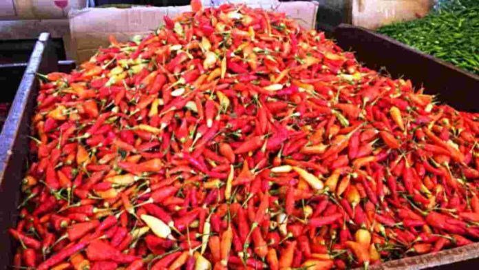 Harga cabai melejit sejak satu bulan terakhir ini membuat petani di Desa Mekarbuana, Kecamatan Panawangan, Kabupaten Ciamis sumringah. Foto: Net/Ist.
