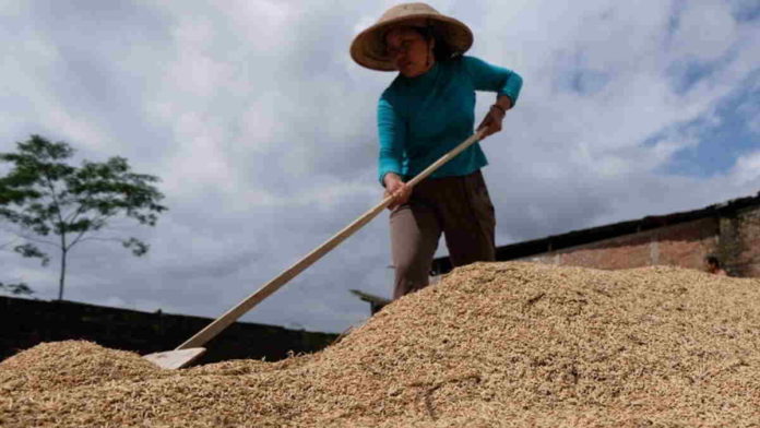 Harga Gabah Kering di Ciamis Anjlok, Petani Merugi