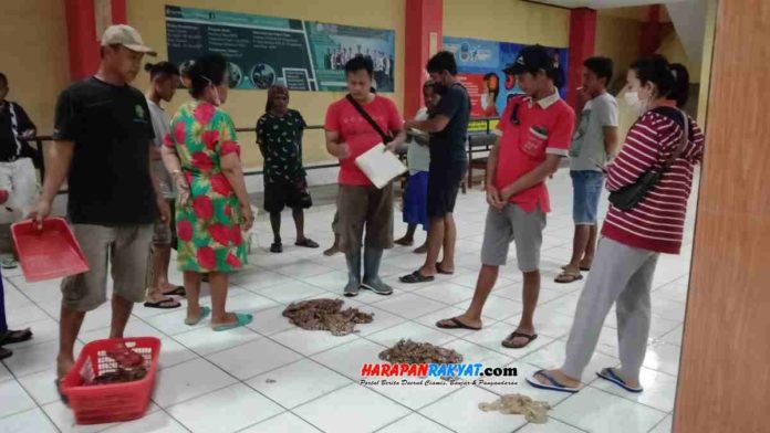 Harga udang di Pangandaran, Jawa Barat, tinggi, terutama harga udang dogol yang per kilogramnya mencapai Rp 150 ribu. Foto: Entang SR/HR.