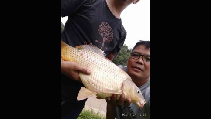 Ikan Mas di Situwangi