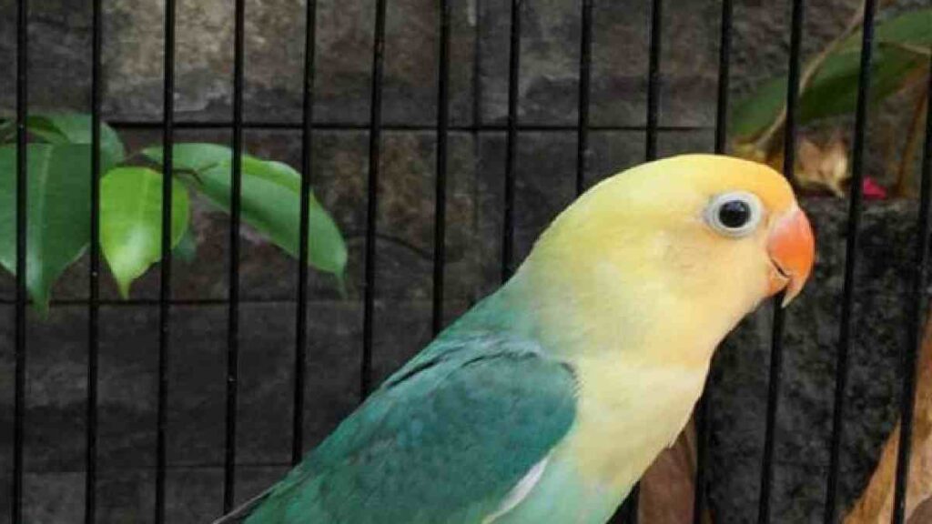 Jenis Lovebird Termahal