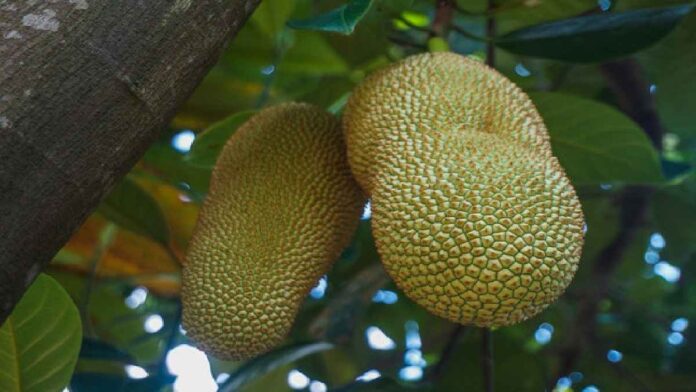 Manfaat Buah Cempedak