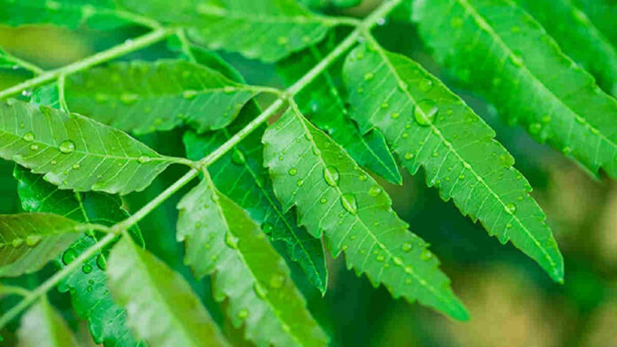 Manfaat Daun Mimba