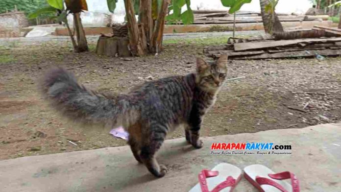 Manfaat Memelihara Kucing