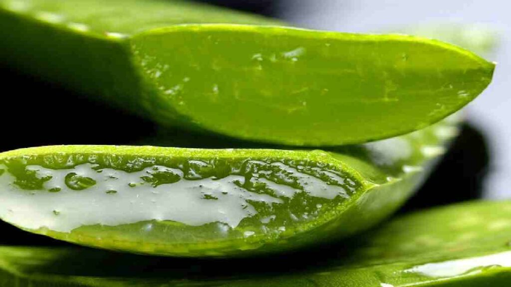 Obat Herbal Asam Lambung