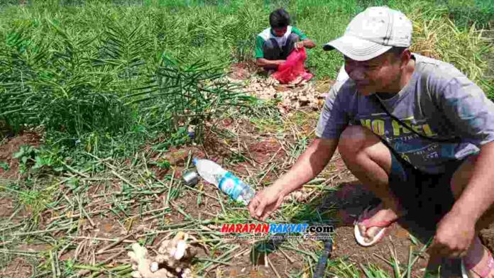 Akibat cuaca ekstrim, petani jahe di Pangandaran, Jawa Barat, terpaksa panen lebih awal. Foto: Enceng/HR.