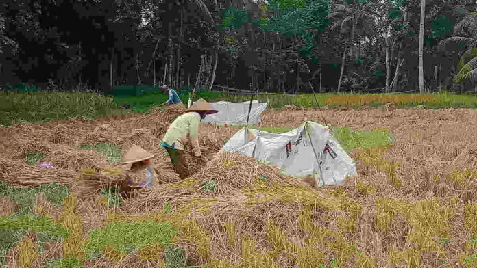 Petani Langkaplancar Pangandaran Butuh Mesin Perontok Padi