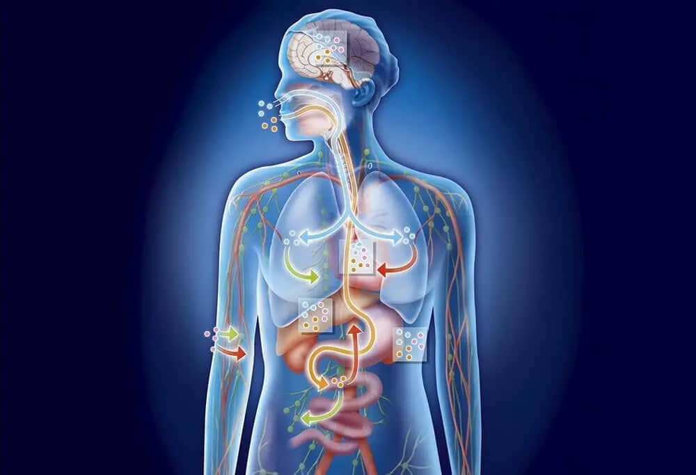 Proses Homeostasis Dalam Tubuh Manusia