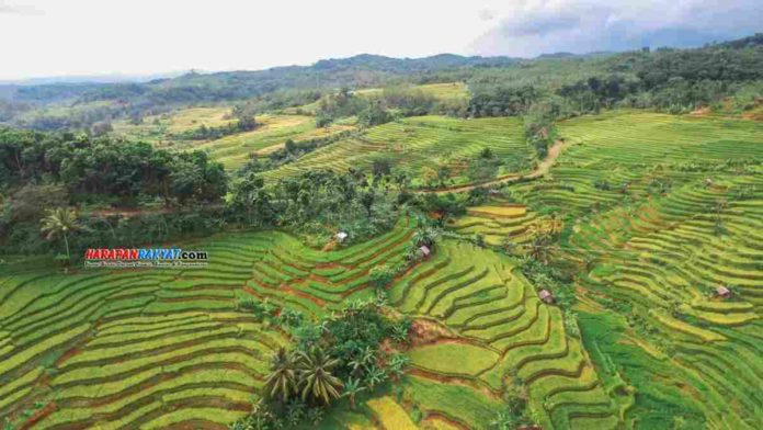 Sawah Terasering di Pangandaran